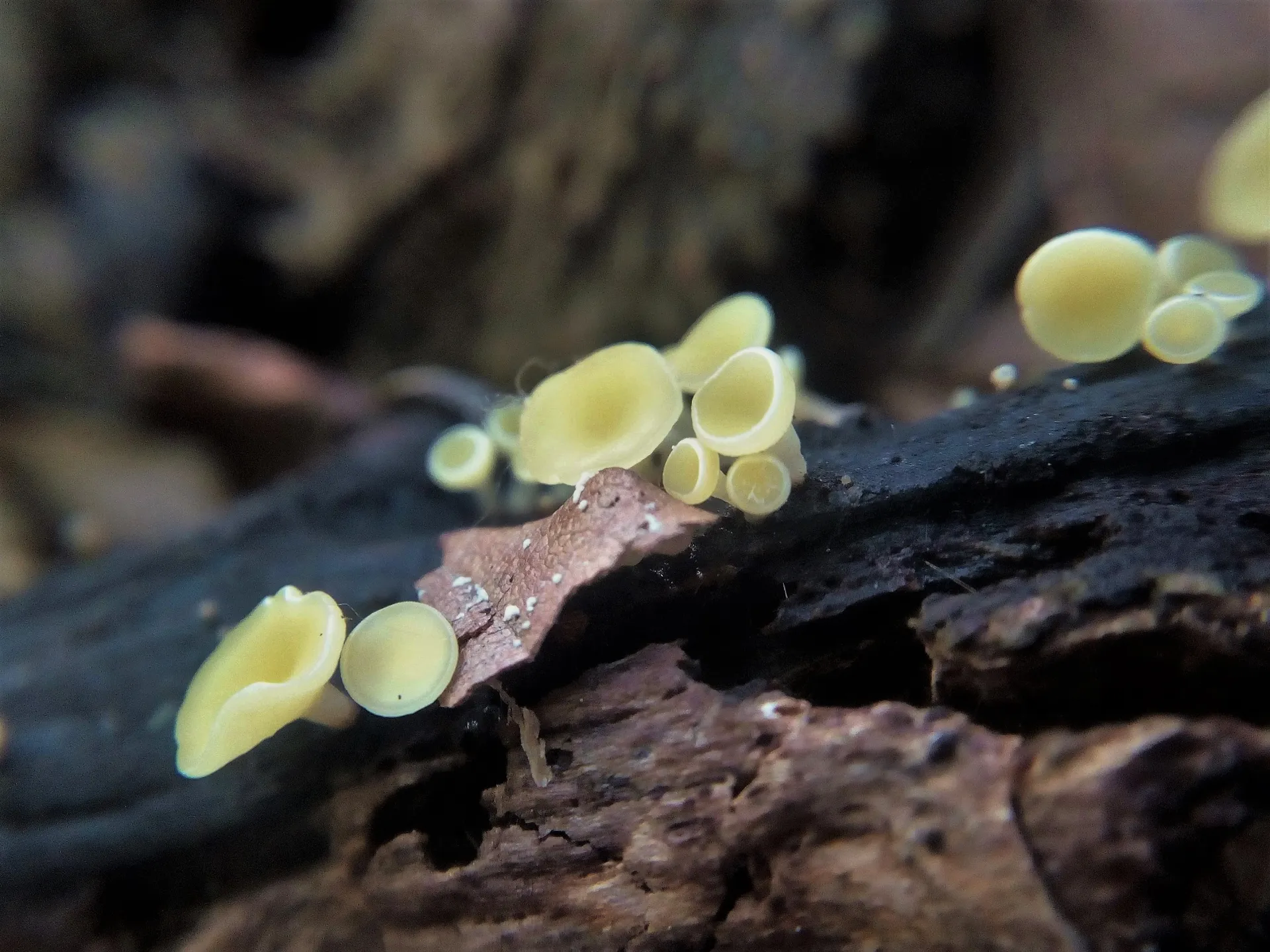Hymenoscyphus serotinus-17-09-28 (1)